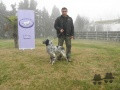 Setter Anglais BESINO'S PANTHOS Setter Anglais BESINO'S PANTHOS